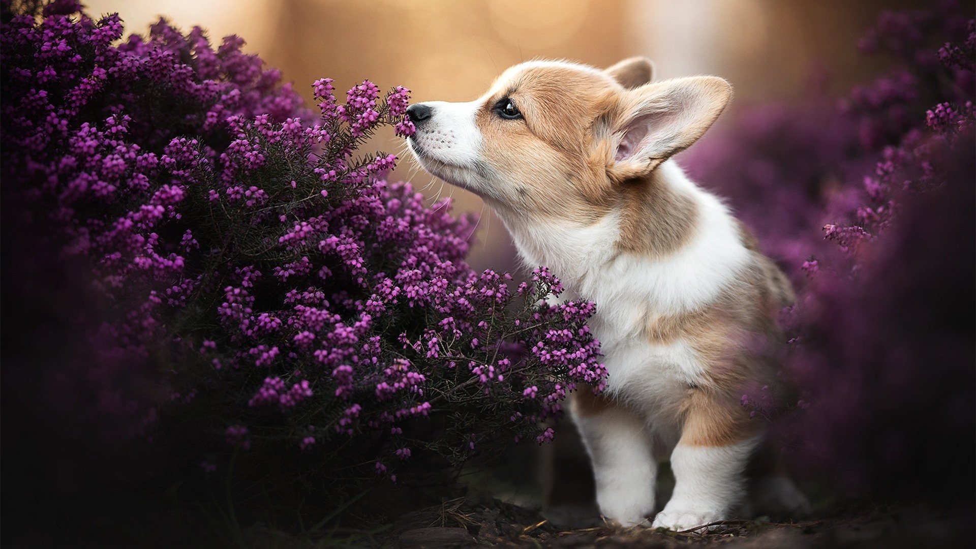 开云体育下载-极速与铁壁，马克西之夜的双重统治