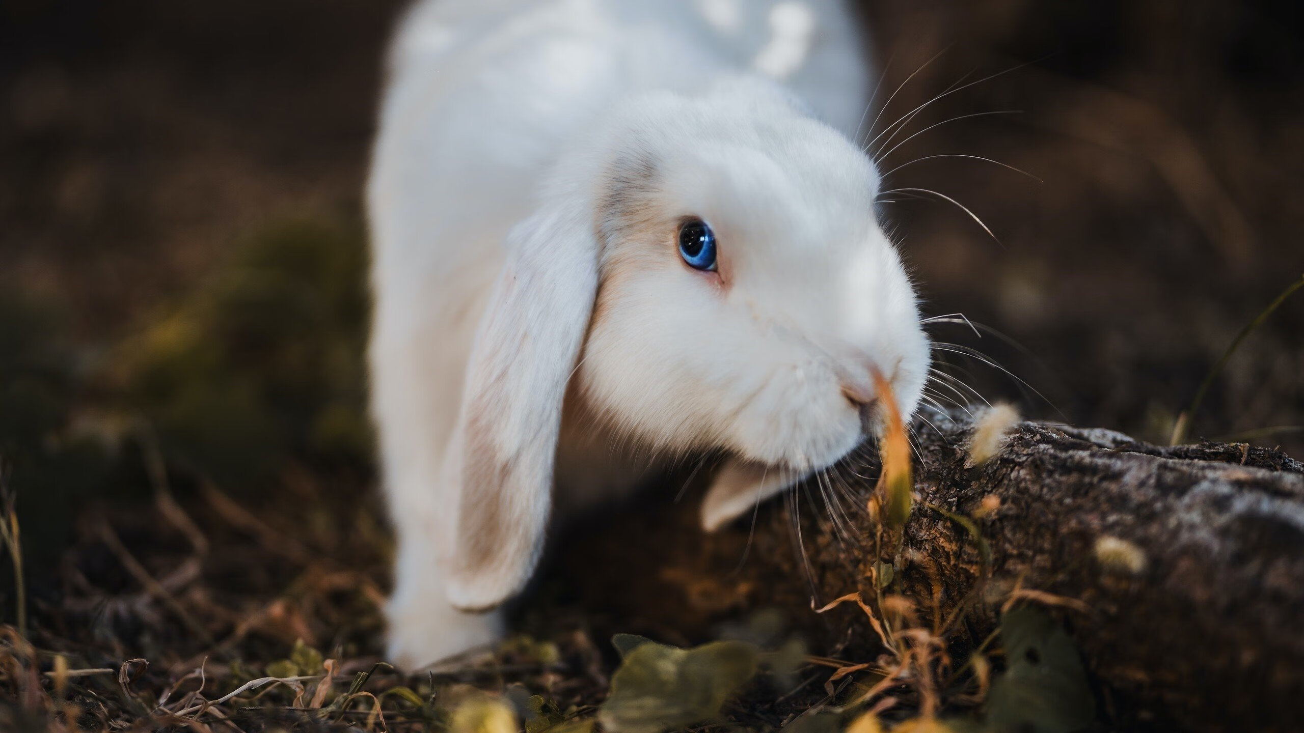 草根的呐喊与巨星的交响,足球舞台上的光芒辩证法