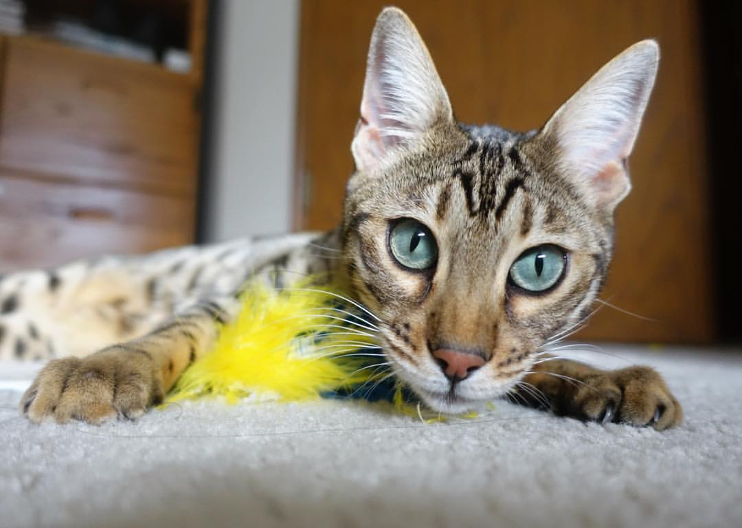 开云体育官方网站-皮克王者归来！马德里竞技逆转尼日利亚，世界排名争夺战惊现绝对主宰