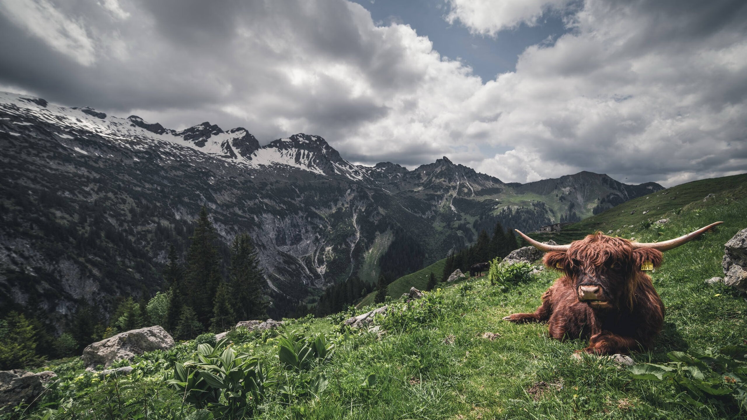 北欧铁骑逆转南美高原，瑞典战术完胜玻利维亚，书写年度焦点战传奇