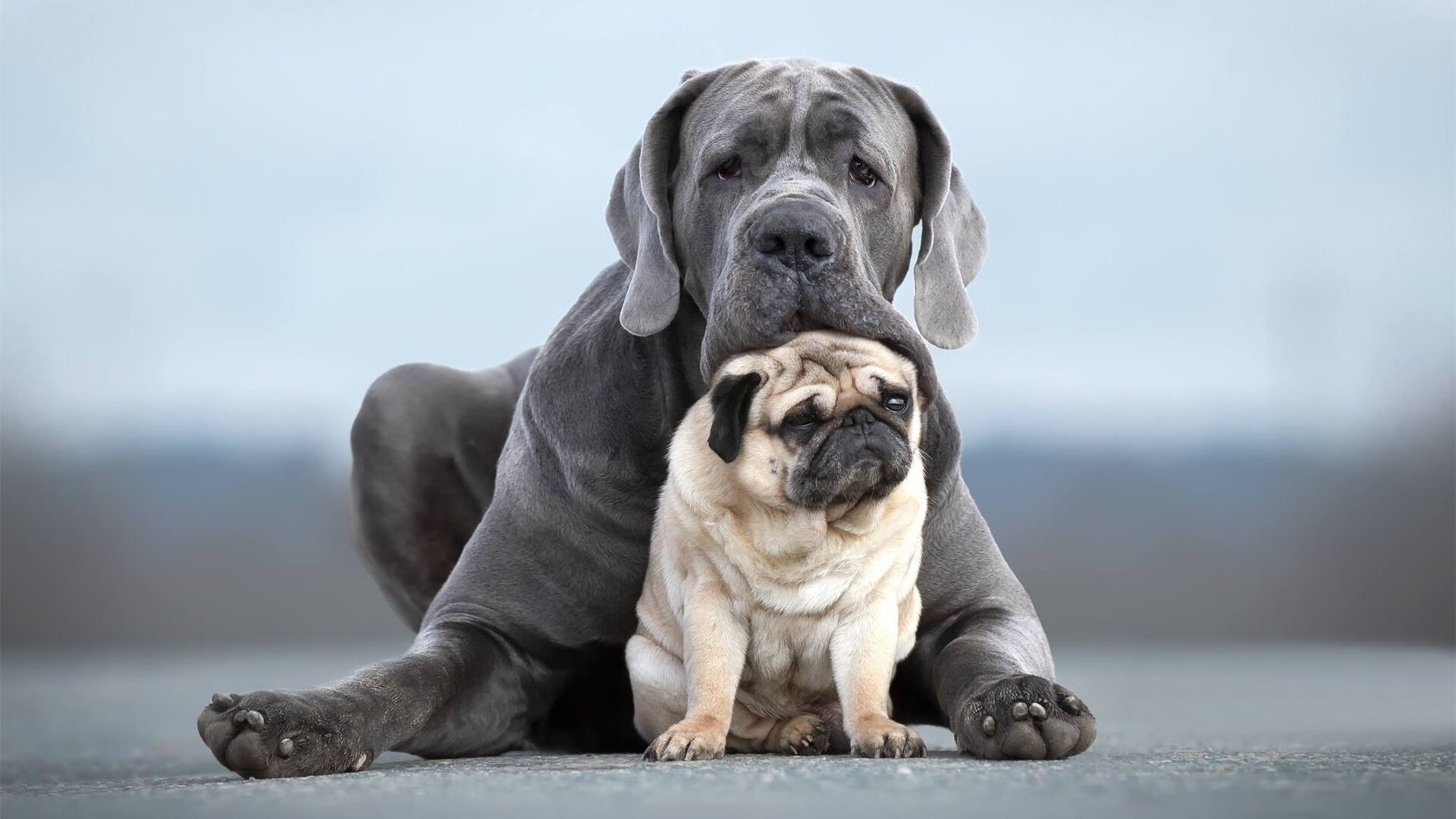 开云体育APP下载-马克西绝杀时刻，独行侠压哨惊魂逆转老鹰