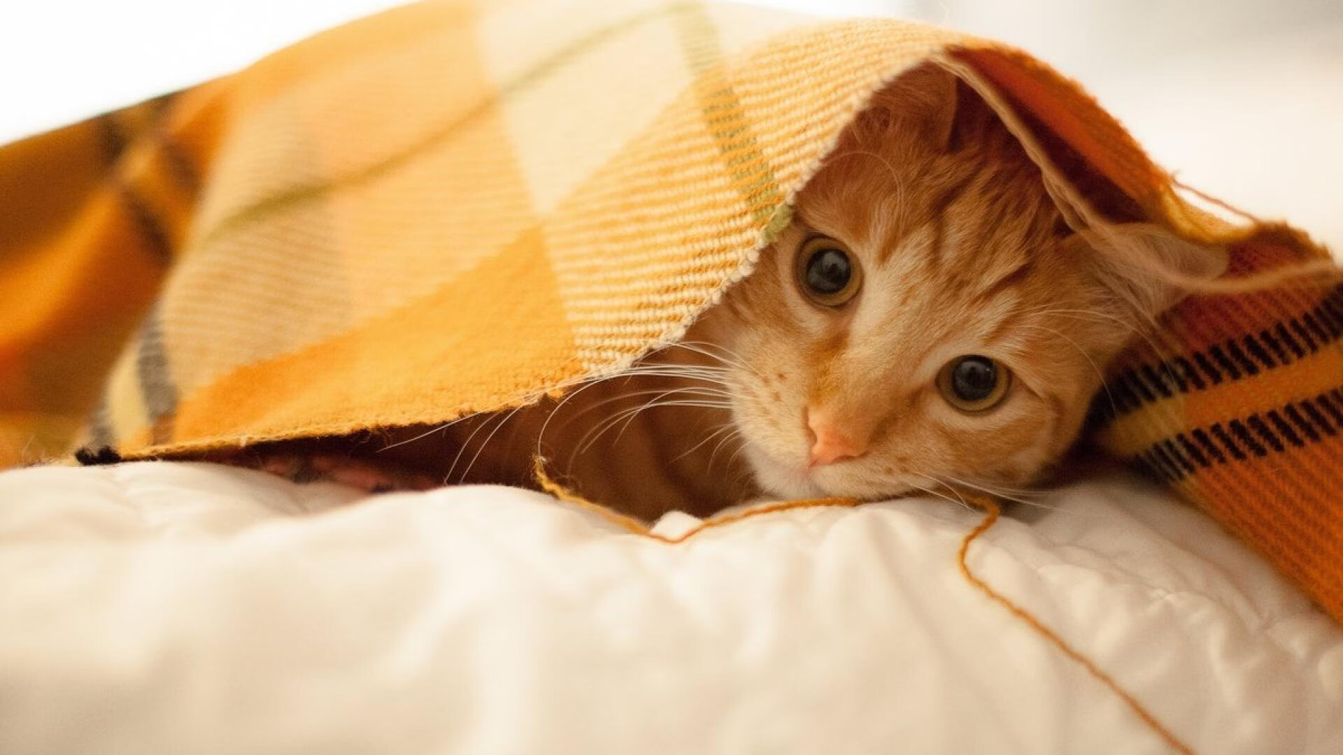 恩比德里程碑闪耀，山西队勇战独行侠虽败犹荣