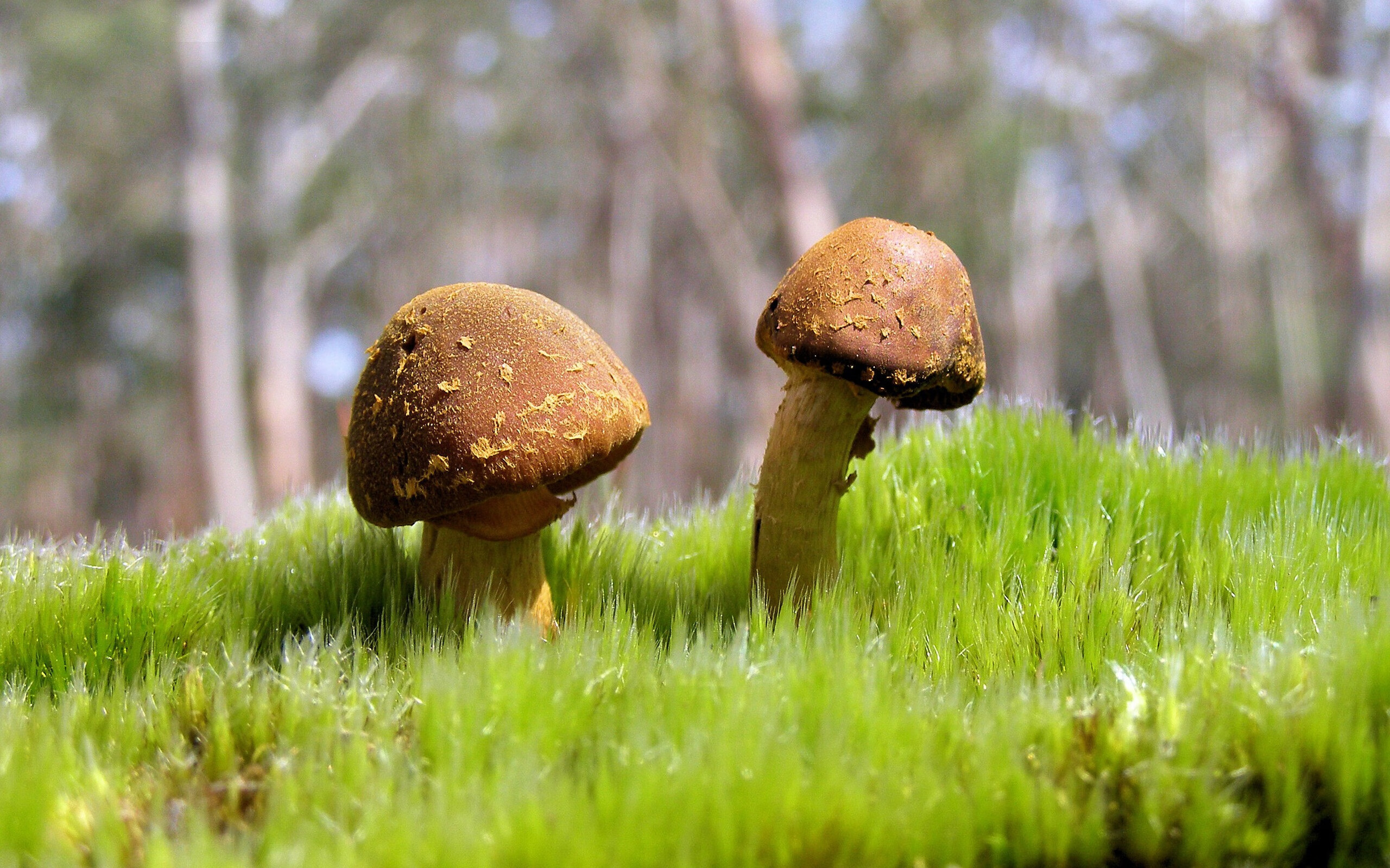 双星映夜，约基奇封神之战与火箭青春风暴的平行交响