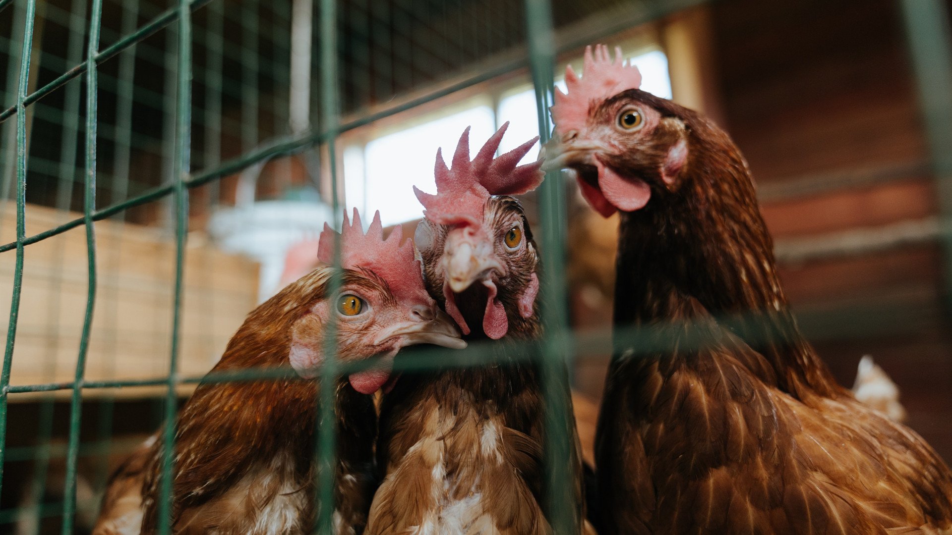 黑色闪电撕裂天际，卡马文加末节觉醒，牙买加逆风带走新西兰