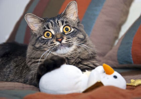 引擎与足球的狂欢夜，当阿劳霍在水泥丛林点燃火焰