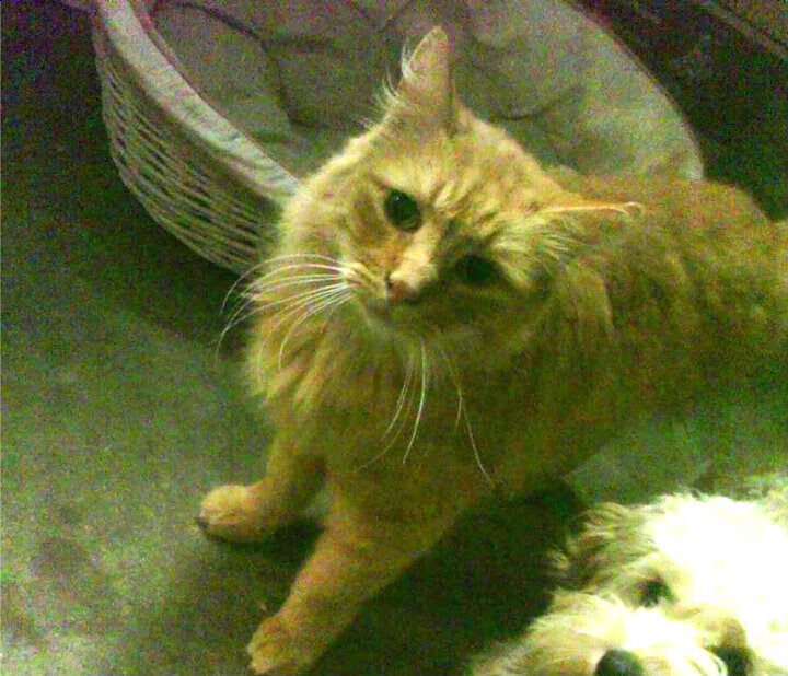 刺客与王冠，库里致命三分背后，独行侠为何倒在国王铁蹄之下？