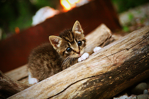 骑士军团东决关键战连击独行侠，王朝再临的序曲还是奇迹的绝唱？