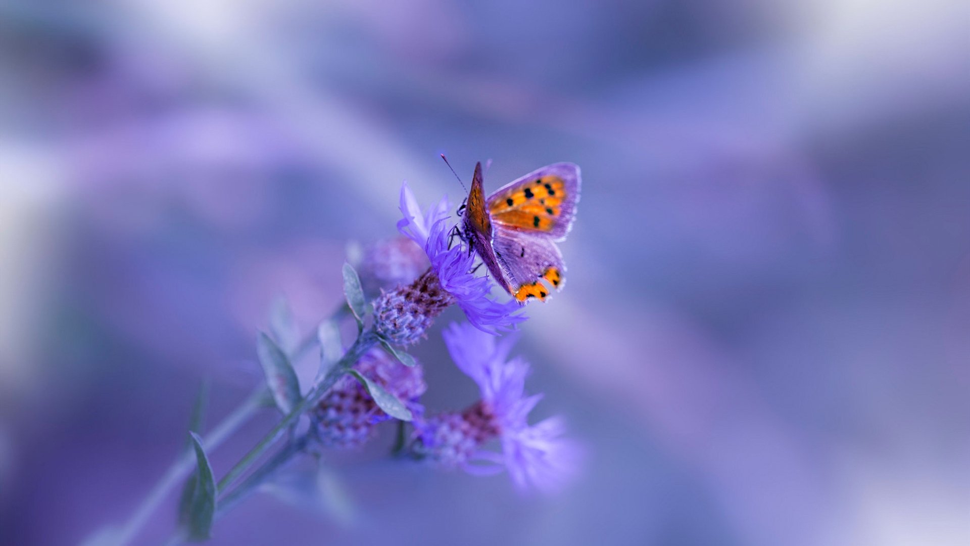 跨界篮球传奇，恩比德的完美发挥与辽宁队的防守铁壁