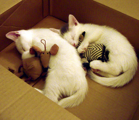 加时赛英雄本泽马,尼日利亚逆转波兰的激情之夜