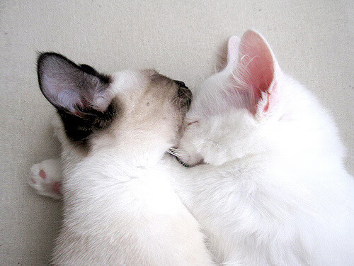 跨越太平洋的篮球诗篇,欧文爆发,尼克斯决胜局力克吉林