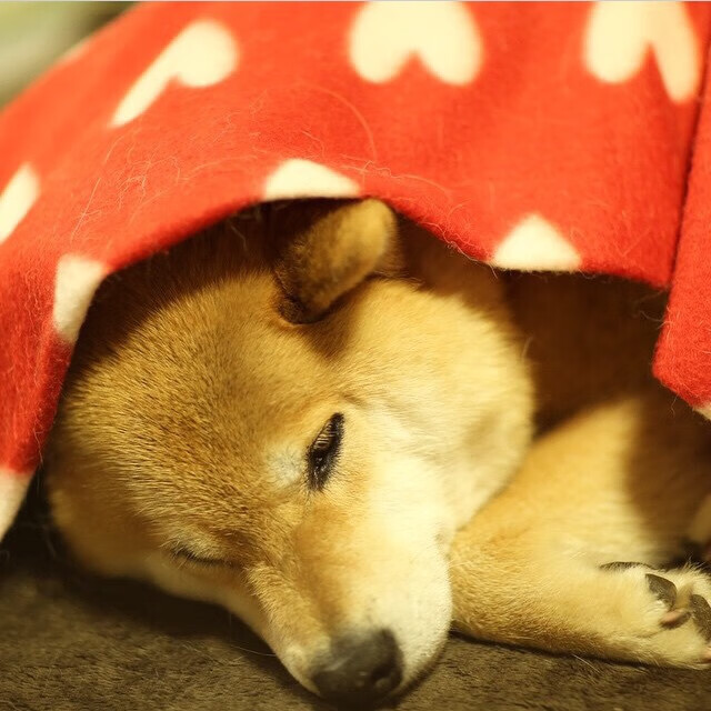 开云体育APP下载-皇马城墙崩塌夜，凯恩用两粒进球在伯纳乌刻下自己的王座