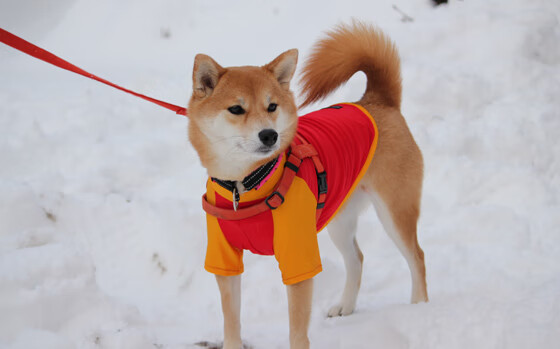 星火燎原，孔德抢七之夜的战神降临