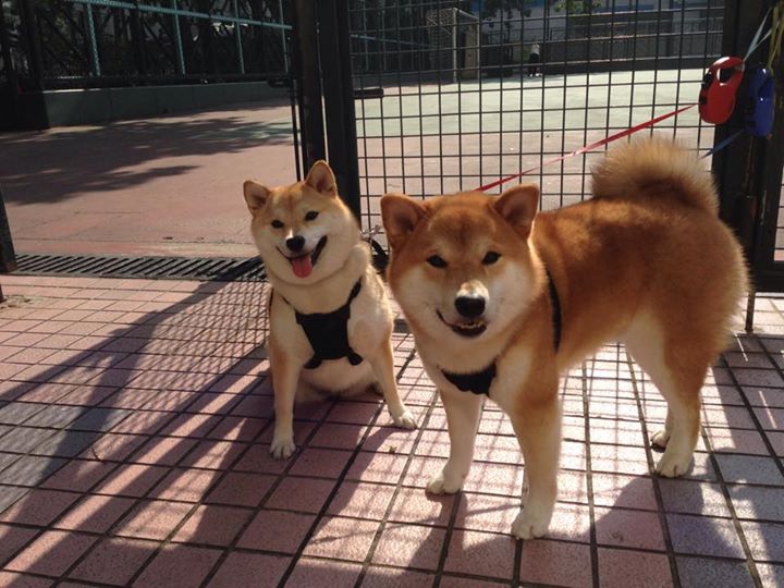 灰熊队正面击溃新疆队，德罗赞在焦点战中证明自己