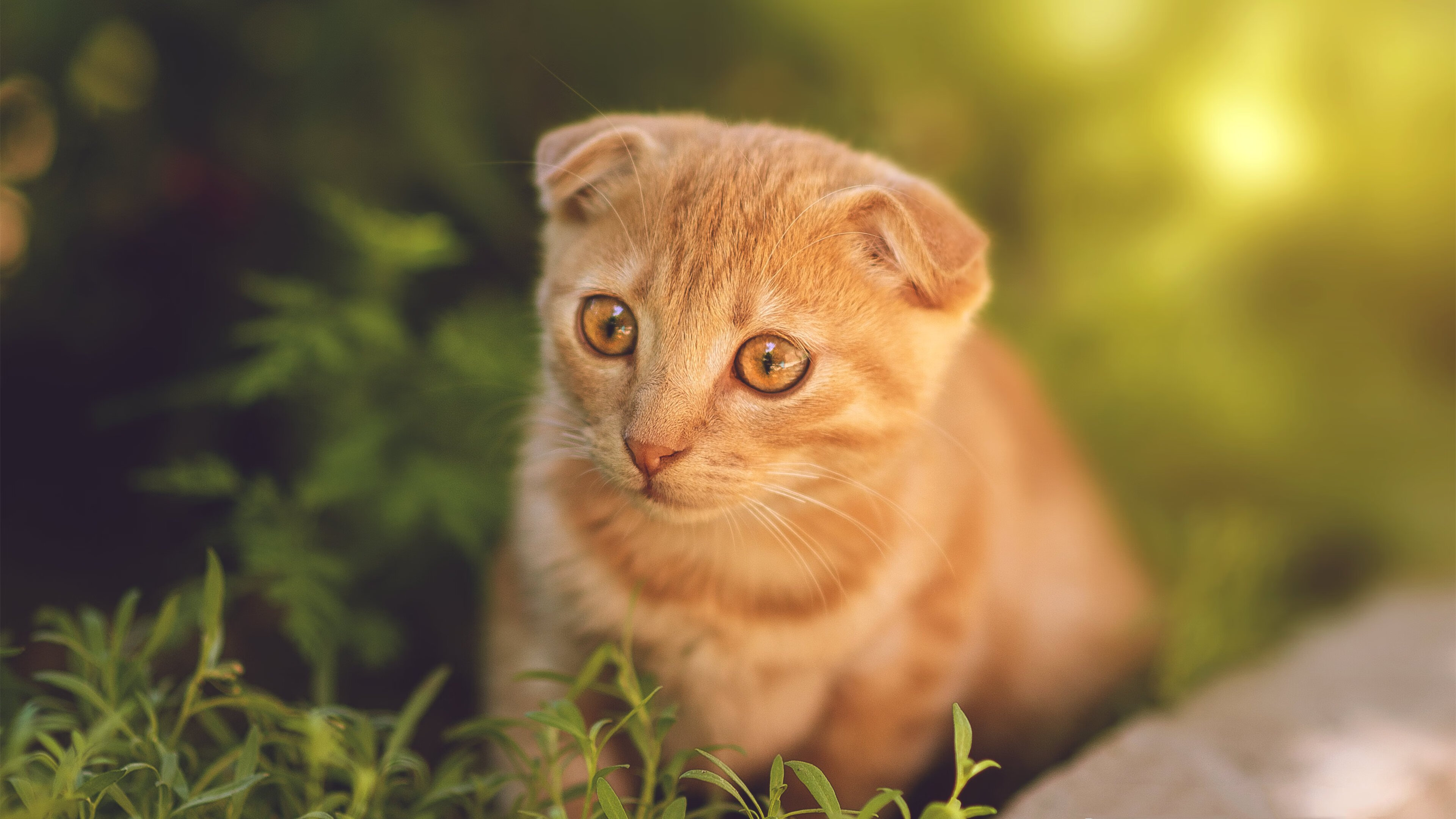 莫兰特闯入奇才76人之战，当缺席者成为赛场隐形主角