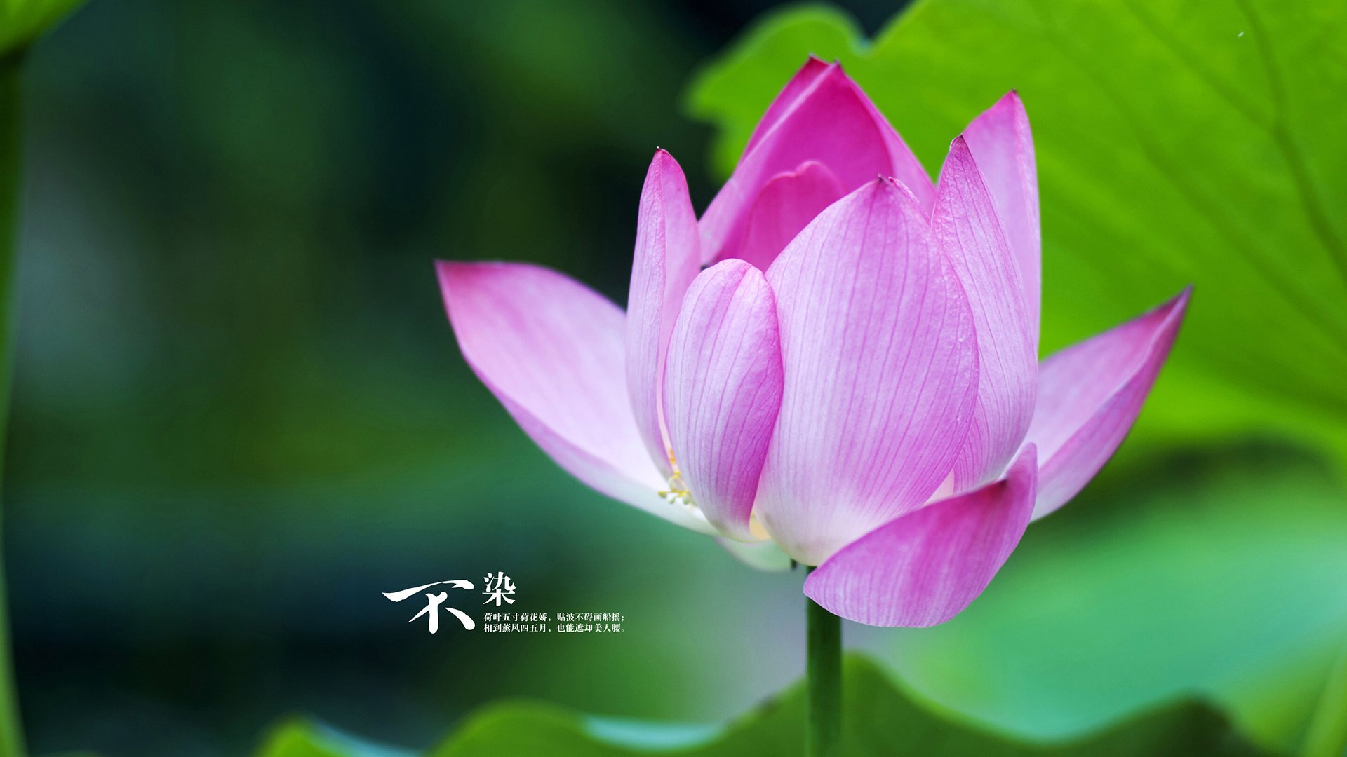 季后赛之光，西亚卡姆的超凡之夜与教科书般表现